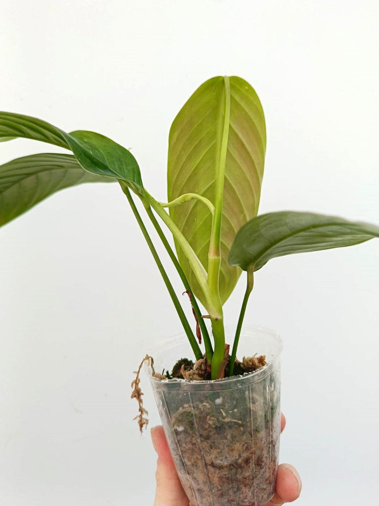 Philodendron heterocraspedon