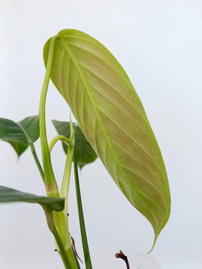 Philodendron heterocraspedon