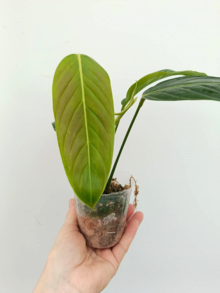 Philodendron heterocraspedon