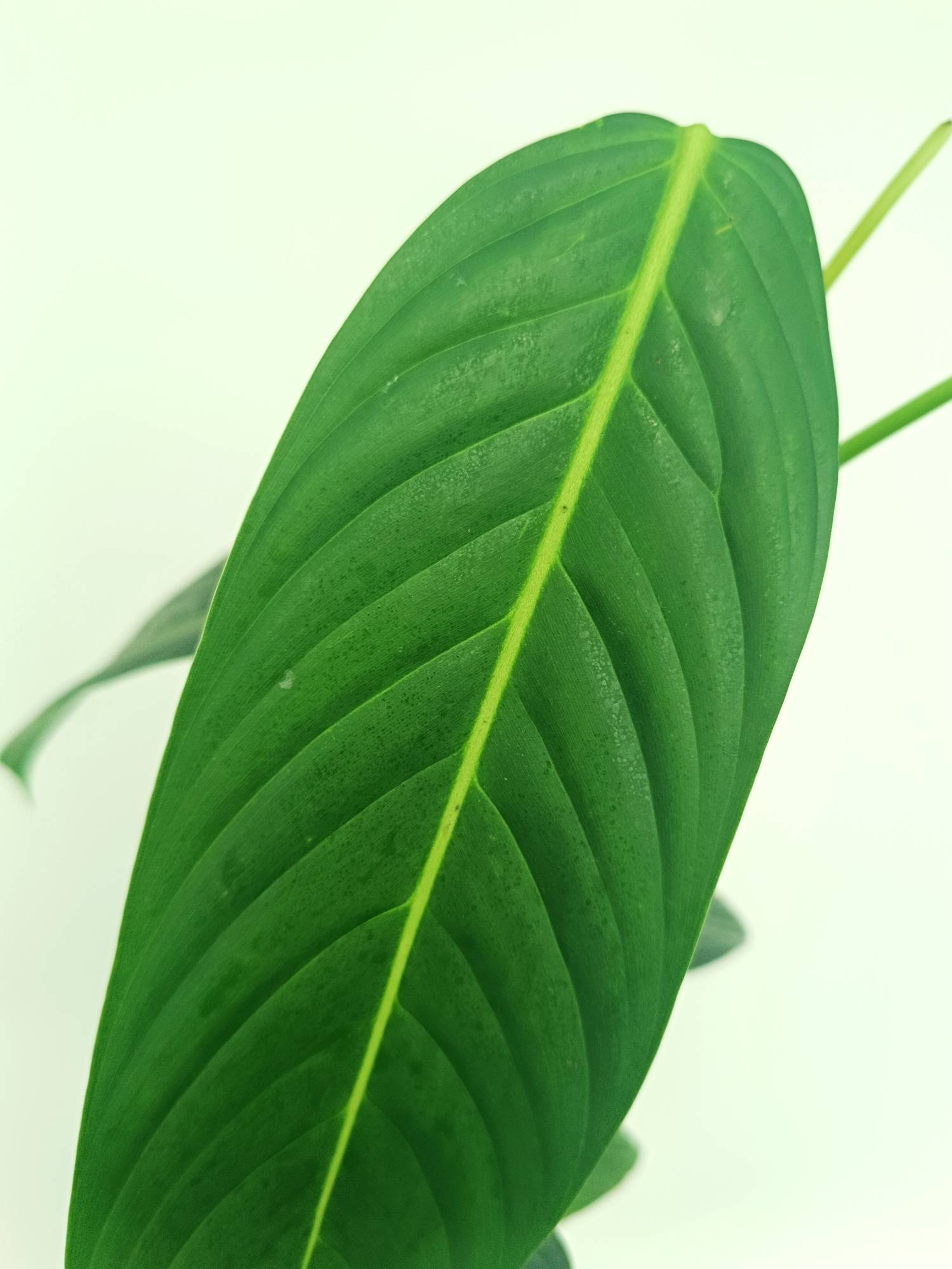 philodendron heterocraspedon for sale Philodendron Heterocraspedon