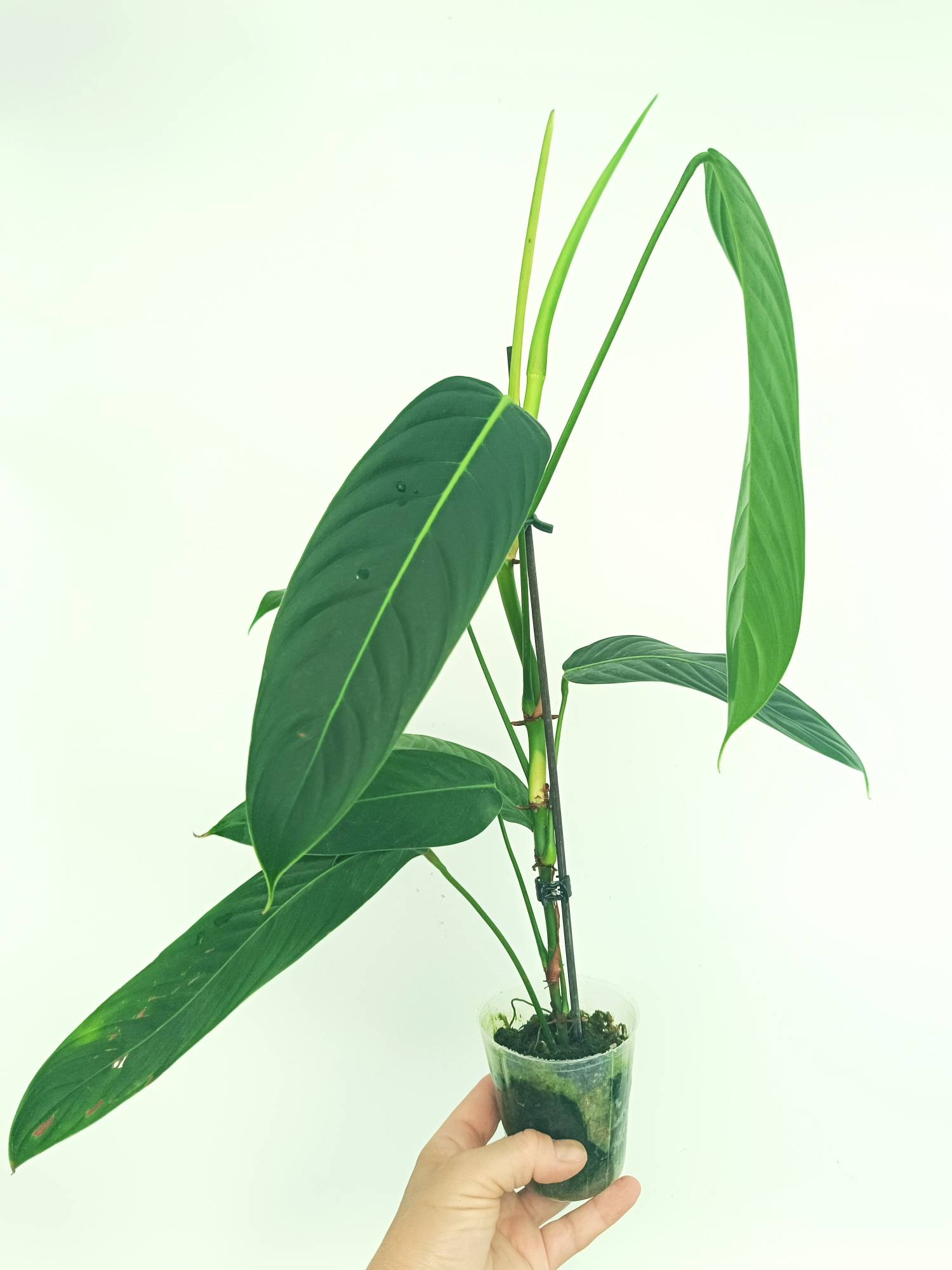 philodendron heterocraspedon mature Philodendron Heterocraspedon