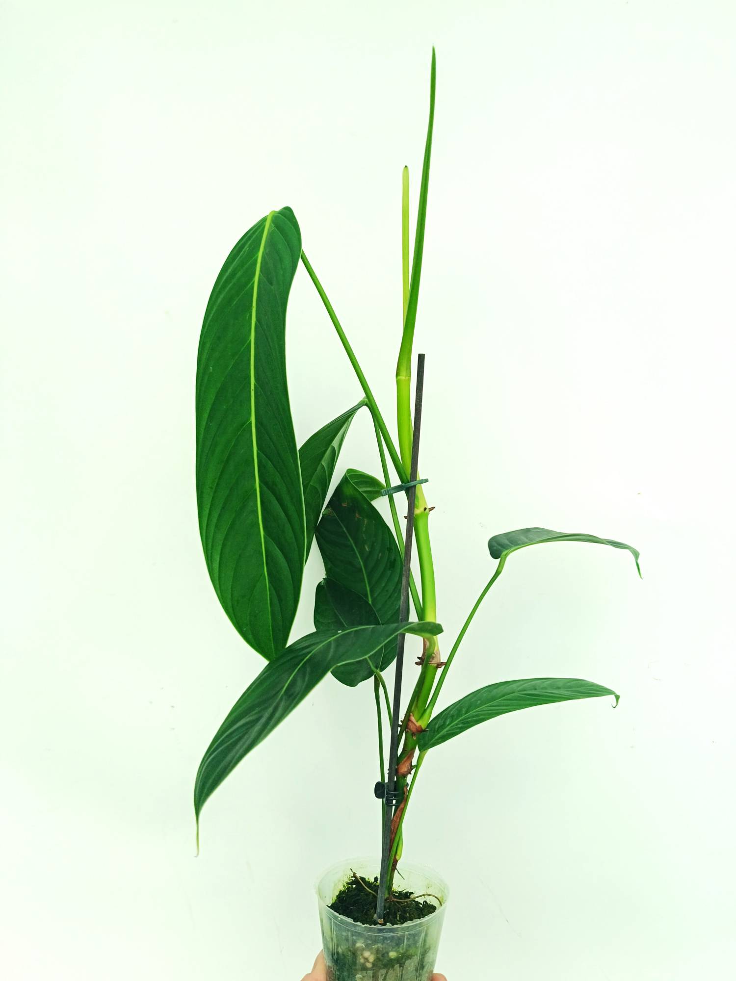 philodendron heterocraspedon x scherberichii Philodendron Heterocraspedon