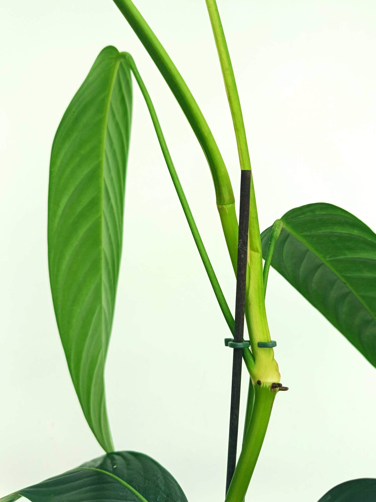philodendron hetero Philodendron Heterocraspedon