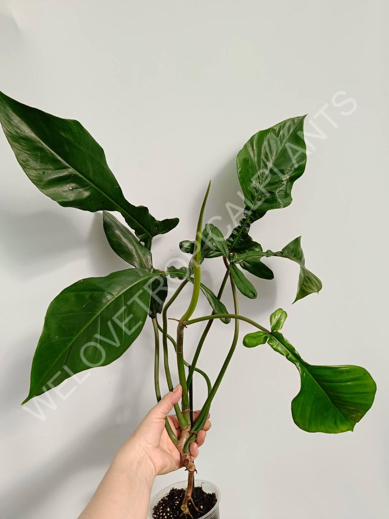 Philodendron joepii