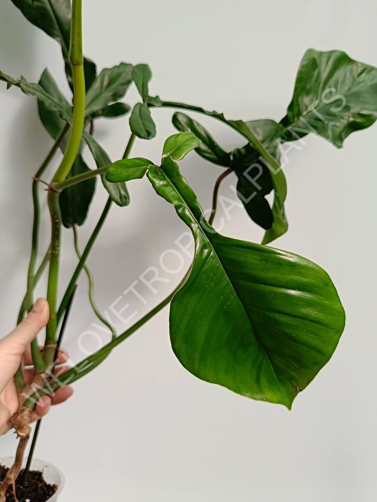 Philodendron joepii