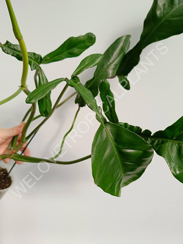 Philodendron joepii