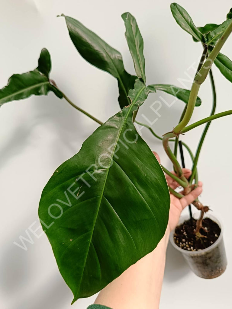 Philodendron joepii