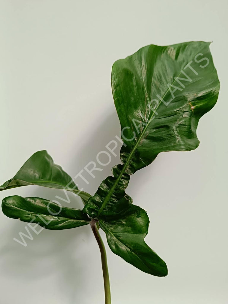 Philodendron joepii