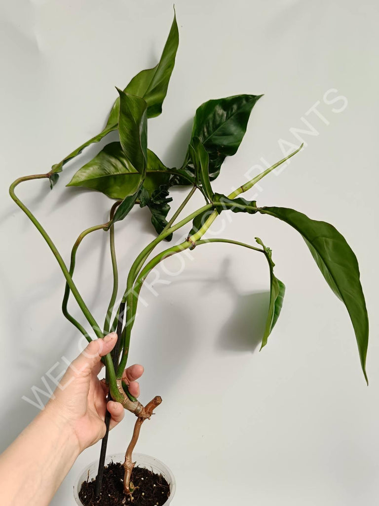 Philodendron joepii