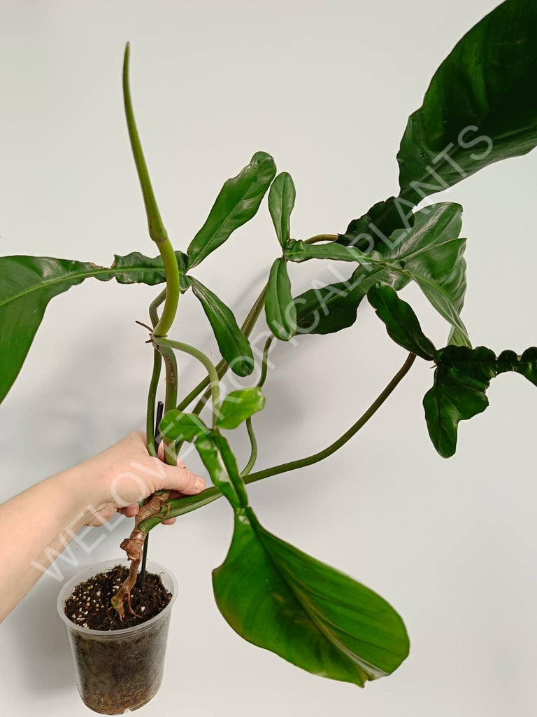 Philodendron joepii