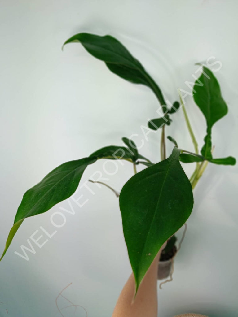 Philodendron joepii 