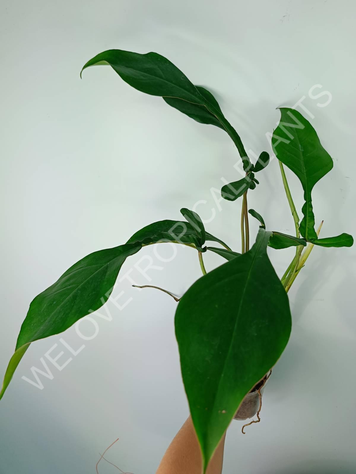 philodendron joepii price Philodendron joepii XXL