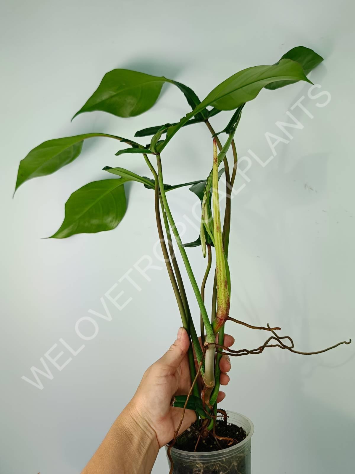 philodendron joepii variegated Philodendron joepii XXL