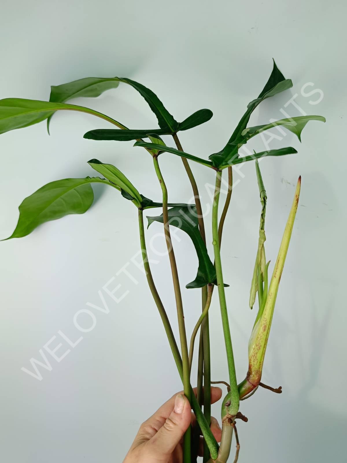 philodendron joepii buy Philodendron joepii XXL
