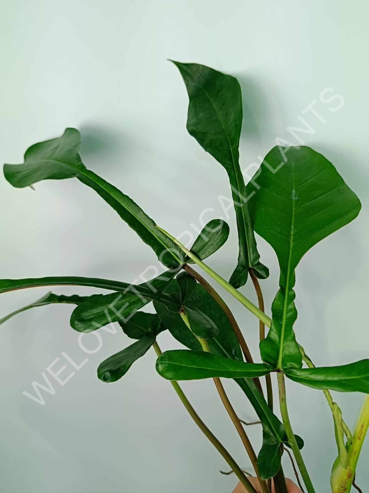 philodendron joepii price philippines Philodendron joepii XXL
