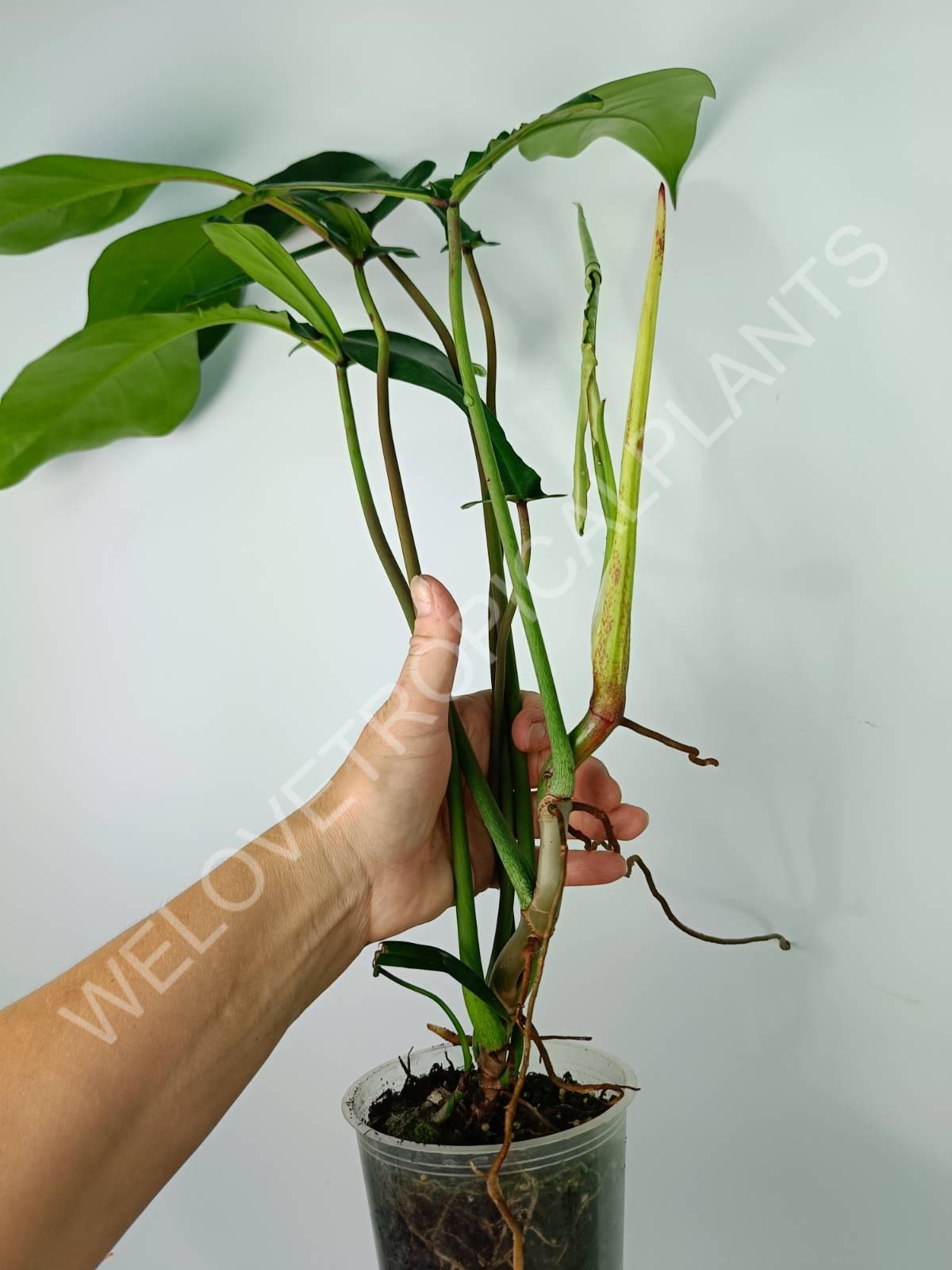 philodendron joepii price Philodendron joepii XXL