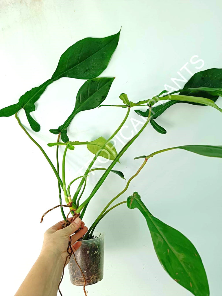 Philodendron joepii XL