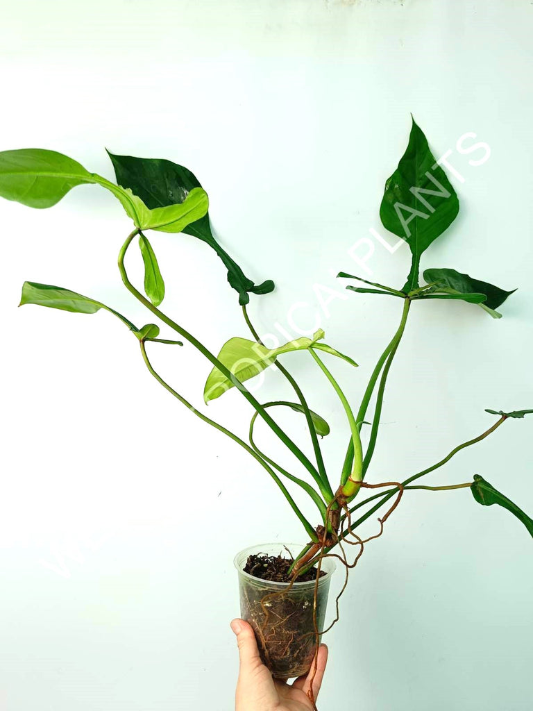 Philodendron joepii XL