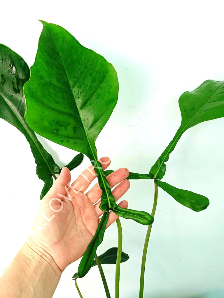 Philodendron joepii XL