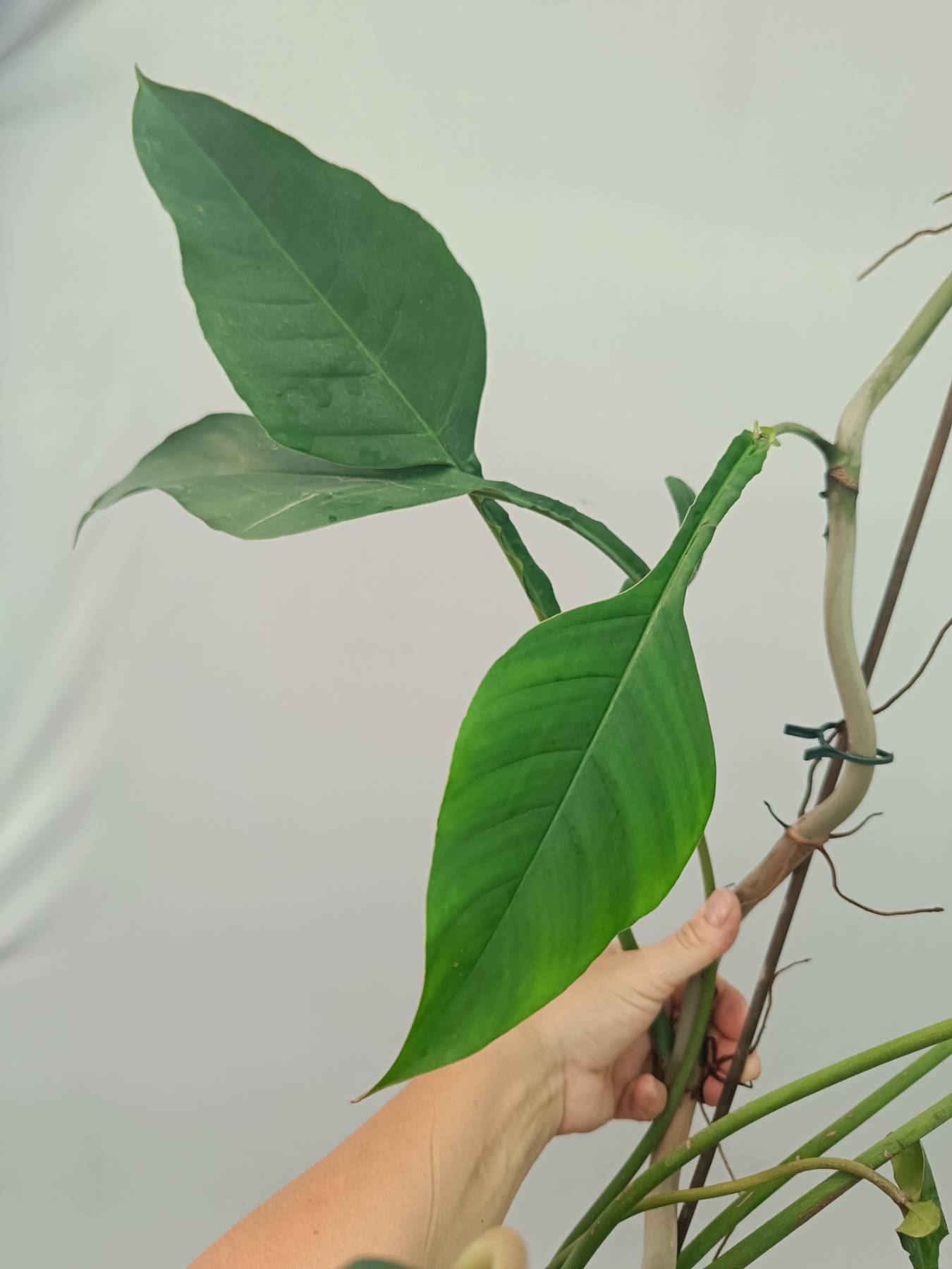 Philodendron Joepii XXL