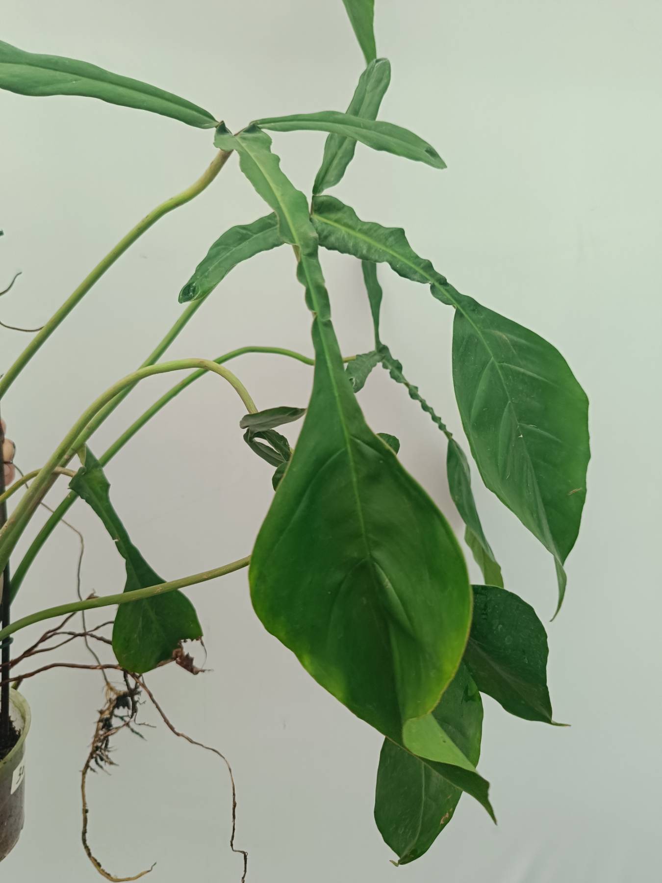 philodendron joepii ebay Philodendron Joepii XXL