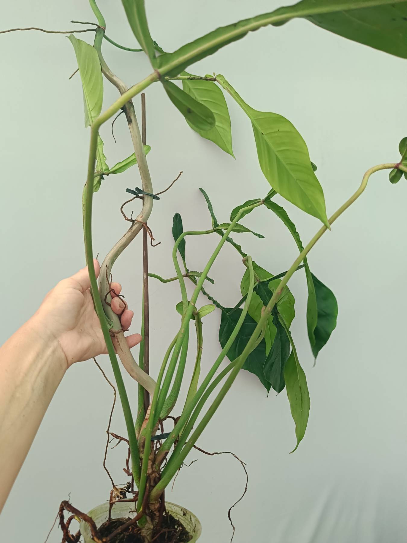 philodendron joepii ebay Philodendron Joepii XXL