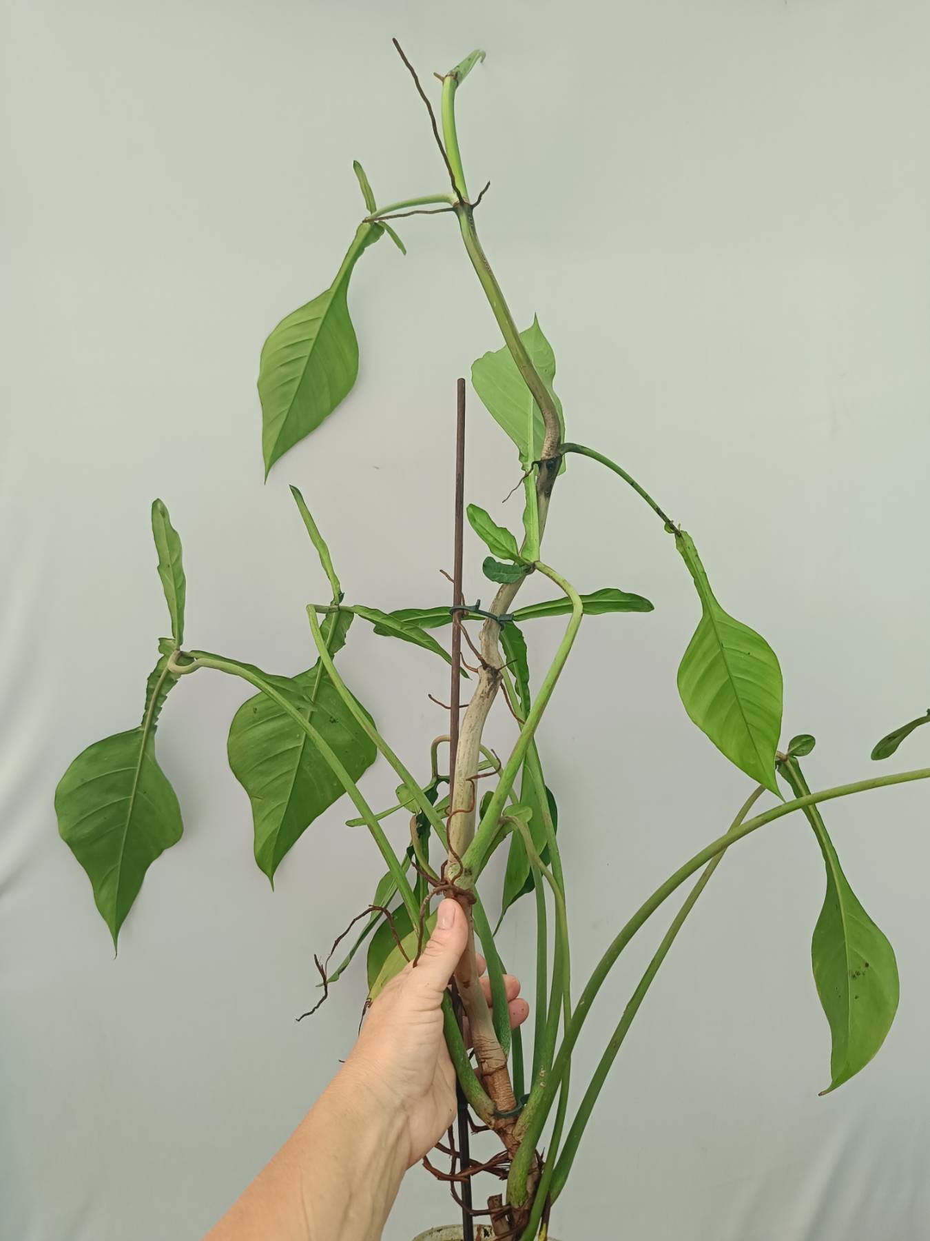 philodendron joepii ebay Philodendron Joepii XXL