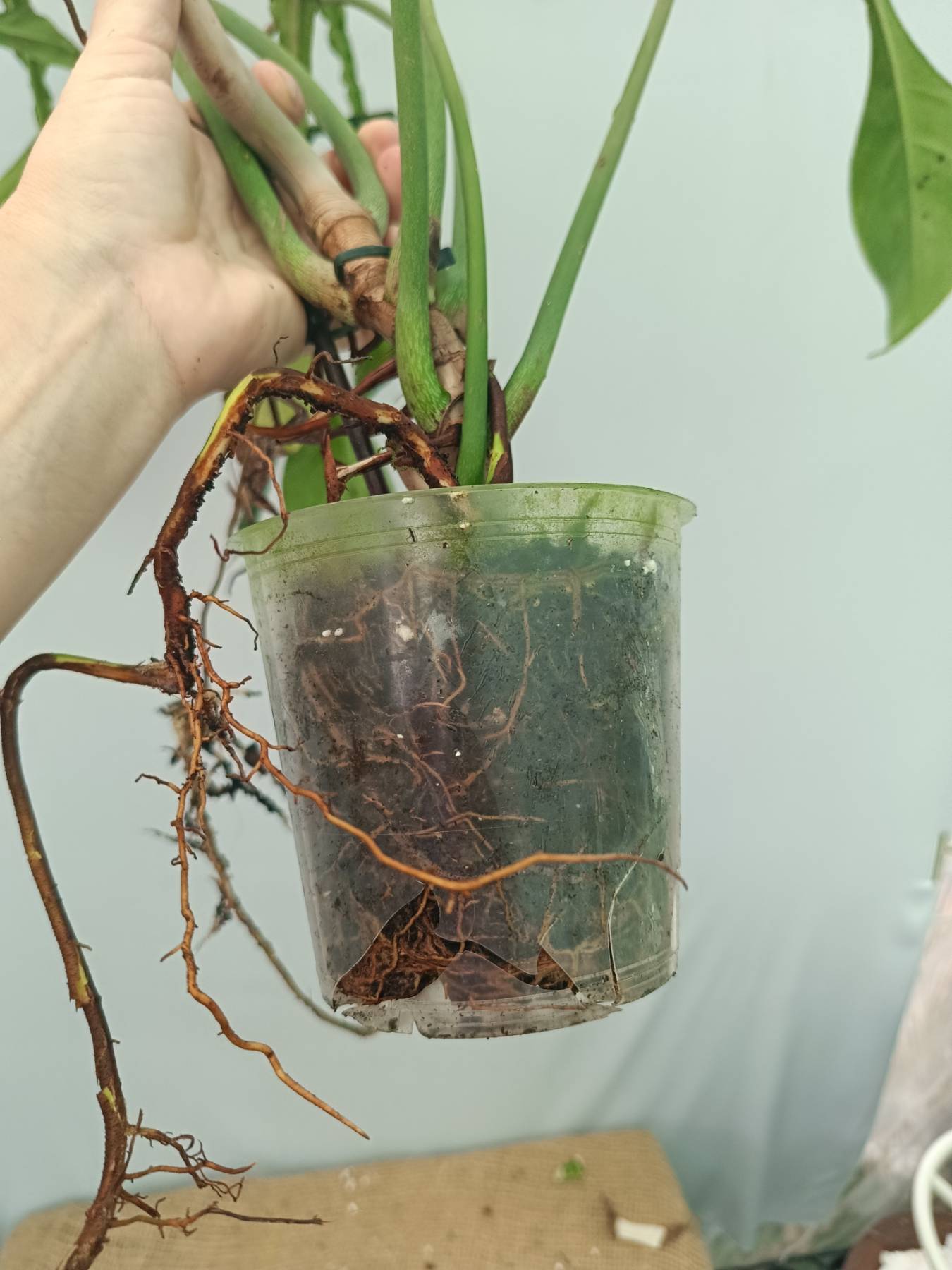 Philodendron Joepii XXL