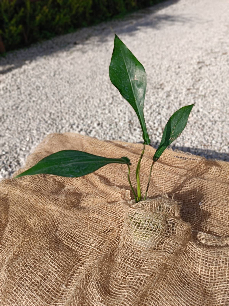 Philodendron joepii for FREE