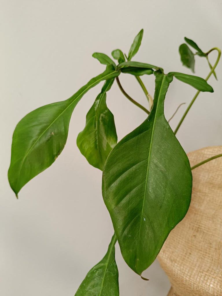 Philodendron joepii