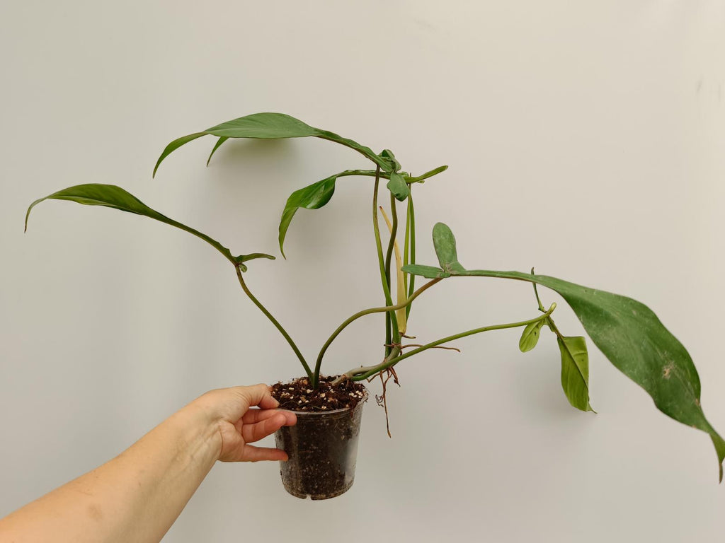 Philodendron joepii