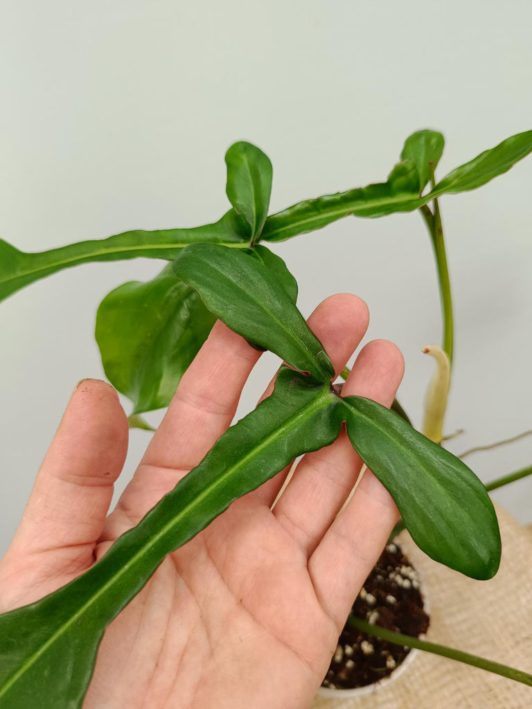 Philodendron joepii