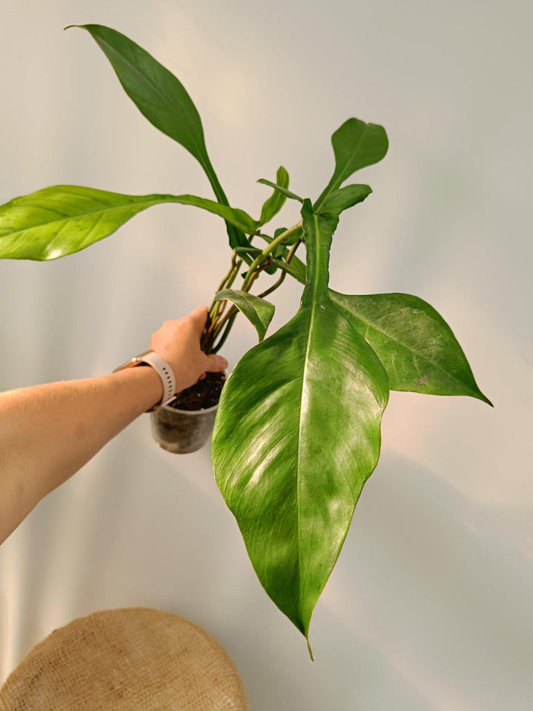 Philodendron joepii