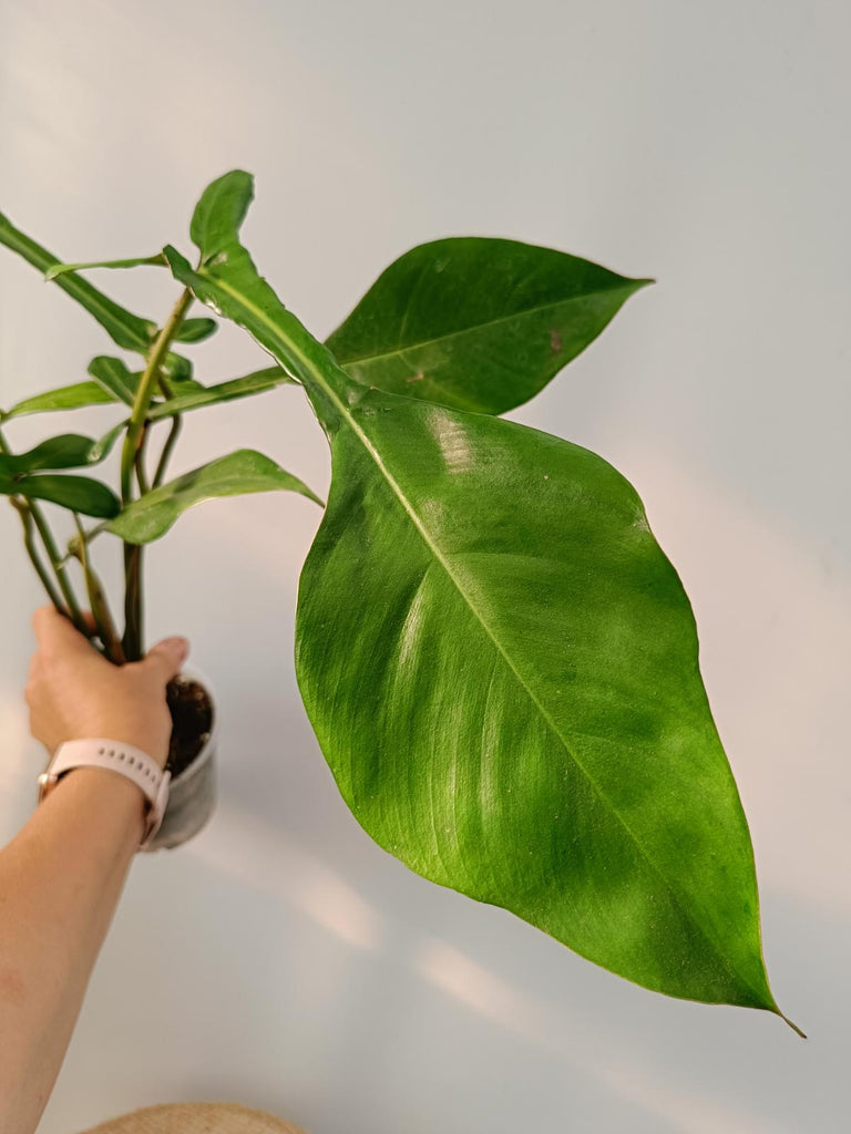 Philodendron joepii