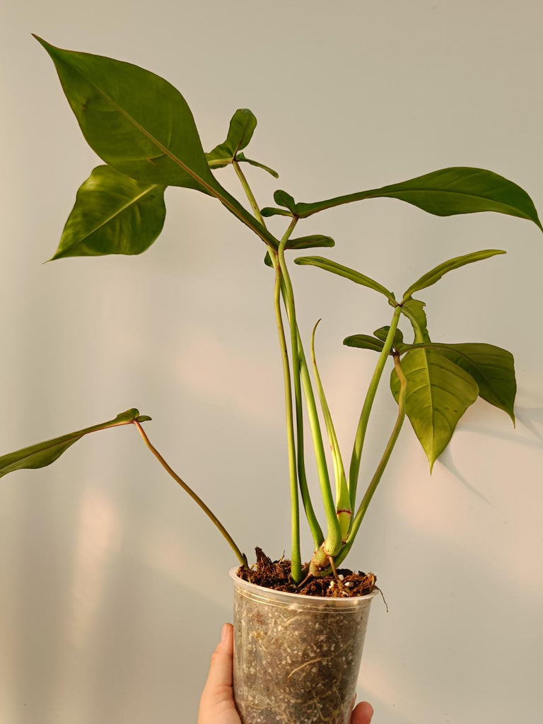 Philodendron joepii