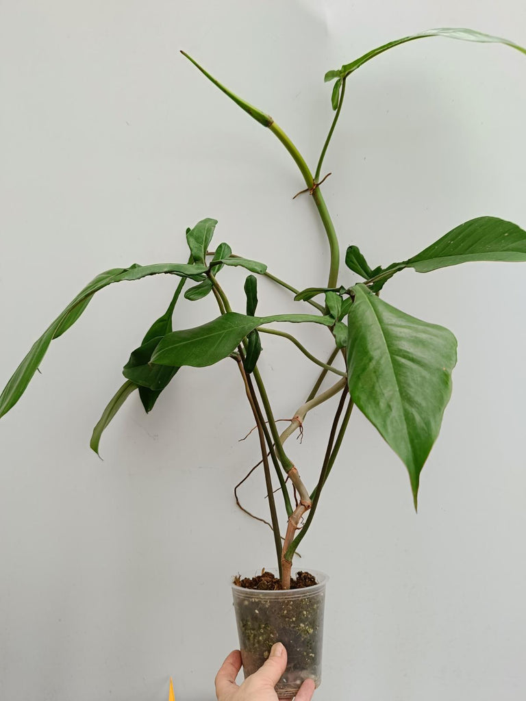 PHILODENDRON JOEPII XL – Welovetropicalplants