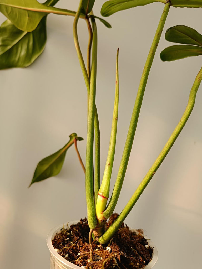 Philodendron joepii