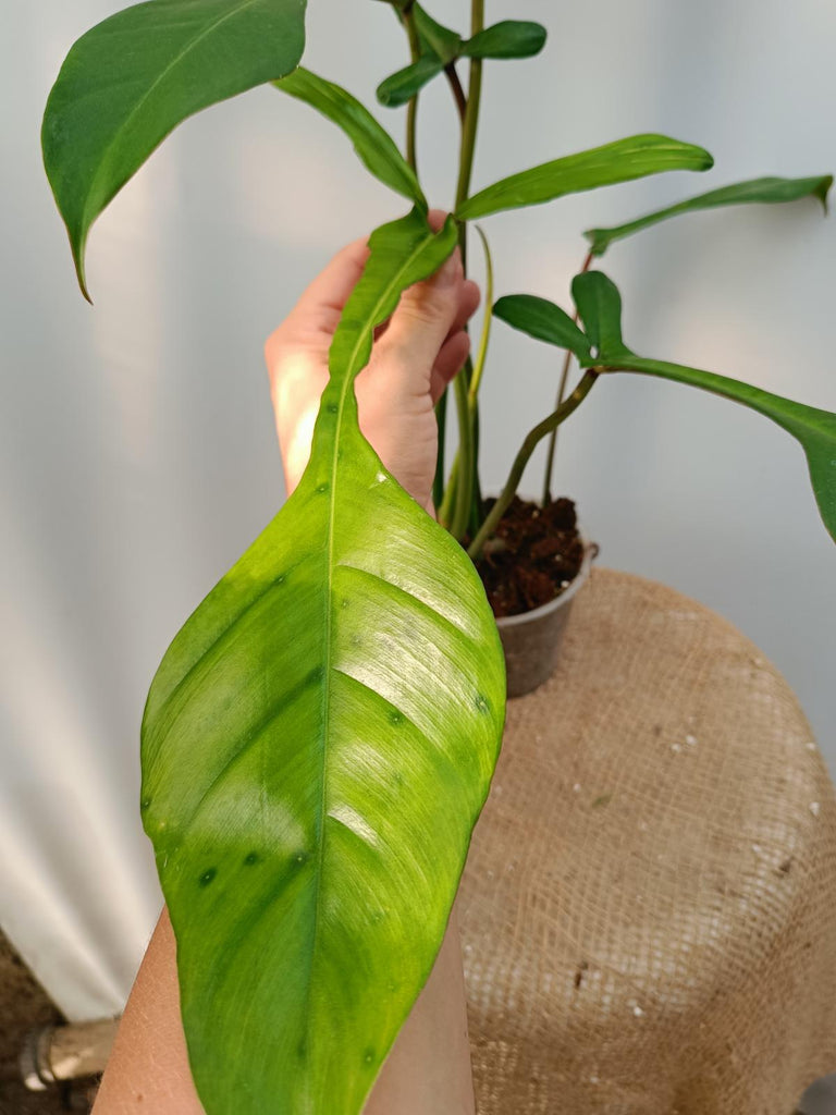 Philodendron joepii