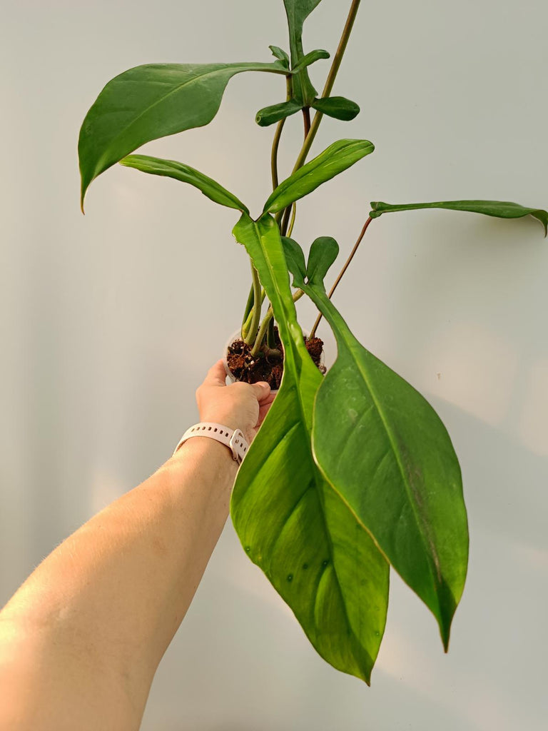 Philodendron joepii