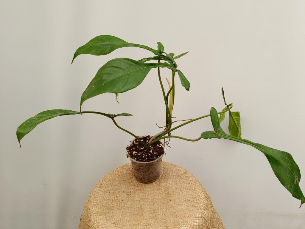 Philodendron joepii