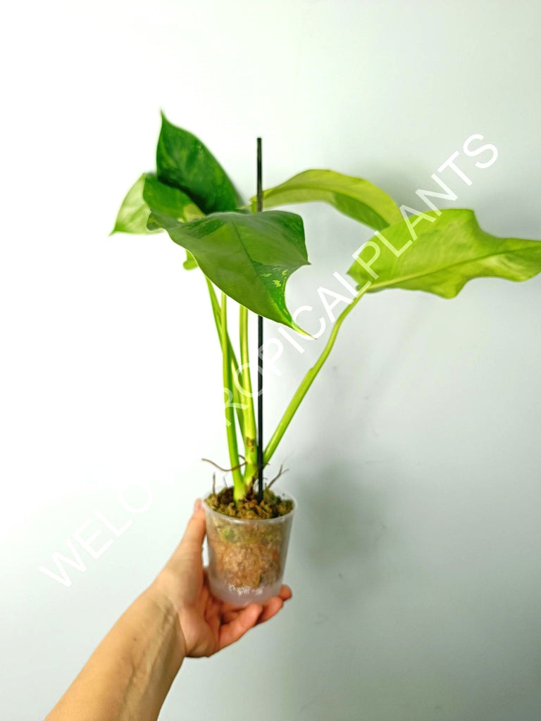 Philodendron jose buono