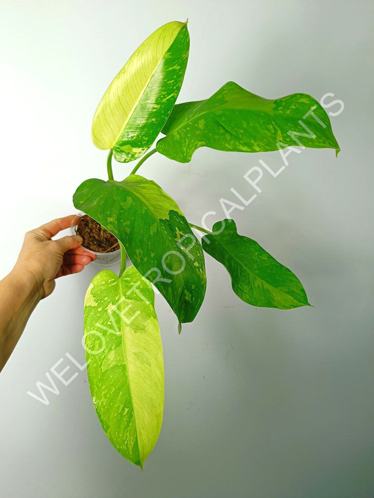 Philodendron jose buono variegata