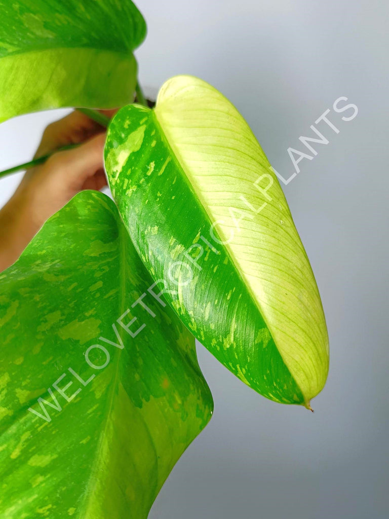 Philodendron jose buono variegata