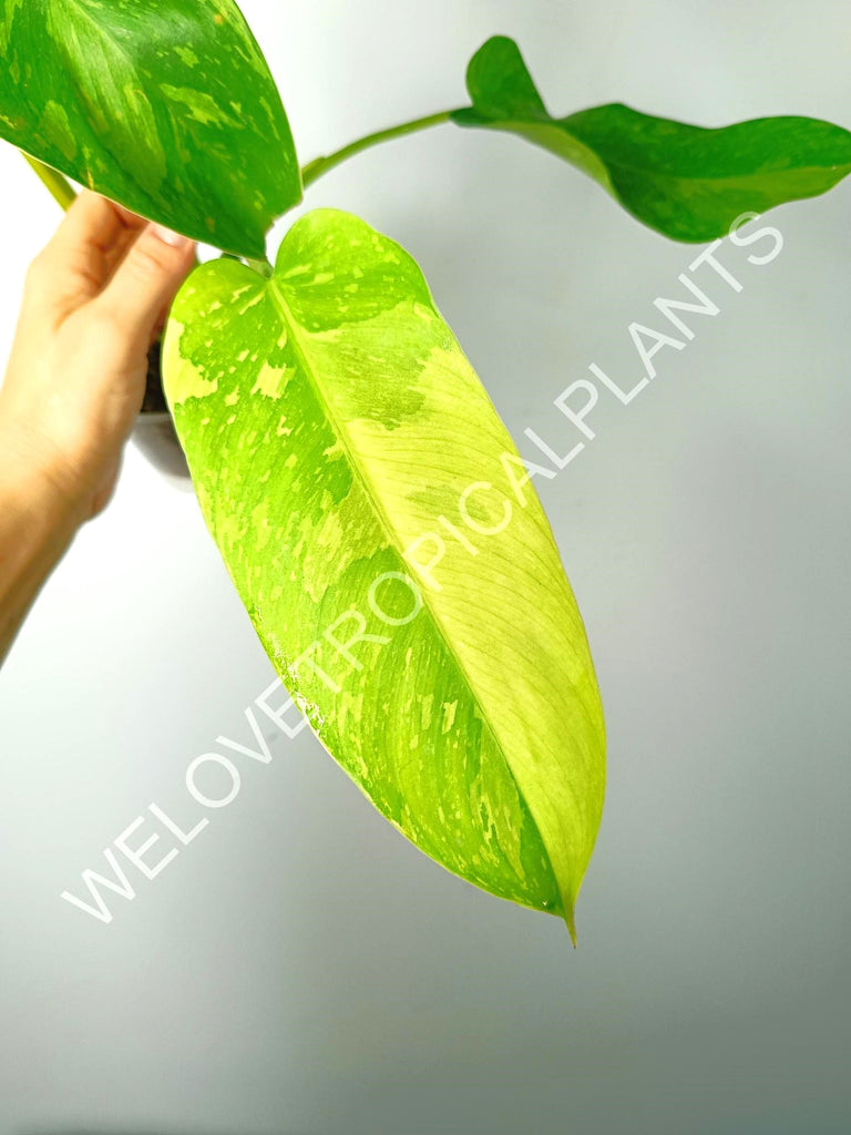 Philodendron jose buono variegata