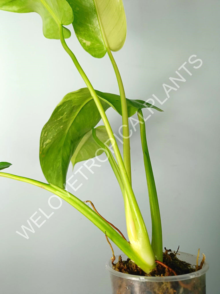 Philodendron jose buono variegata