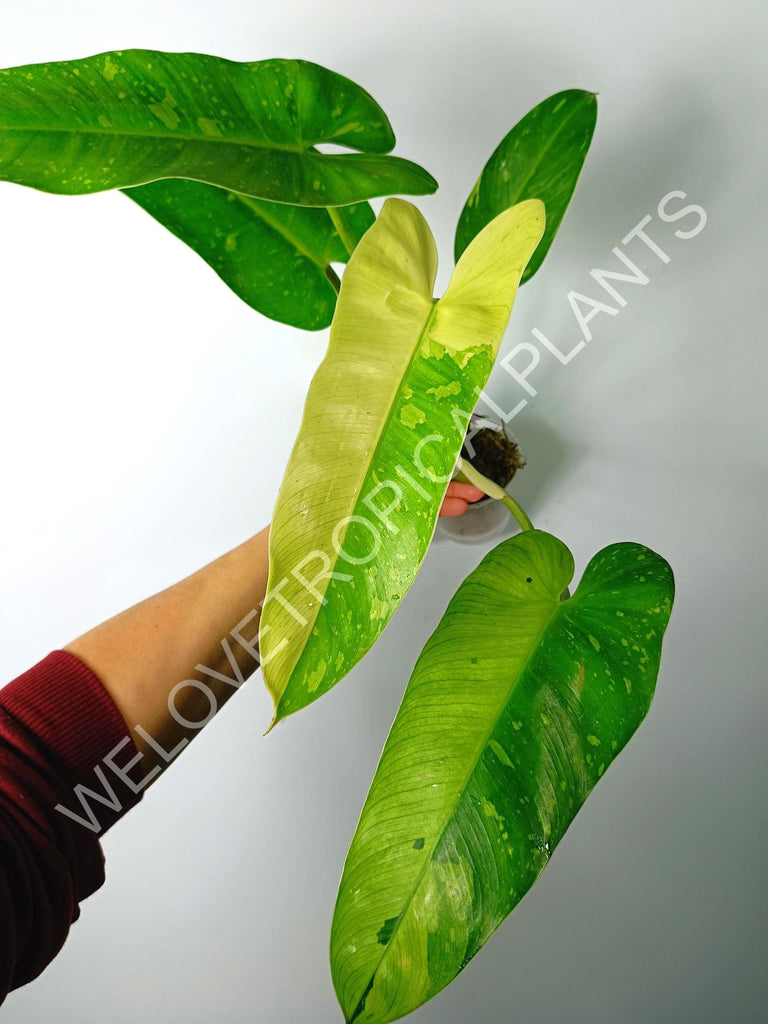 Philodendron jose buono variegata