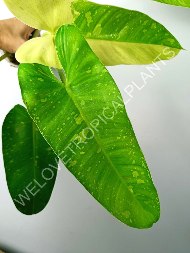 Philodendron jose buono variegata