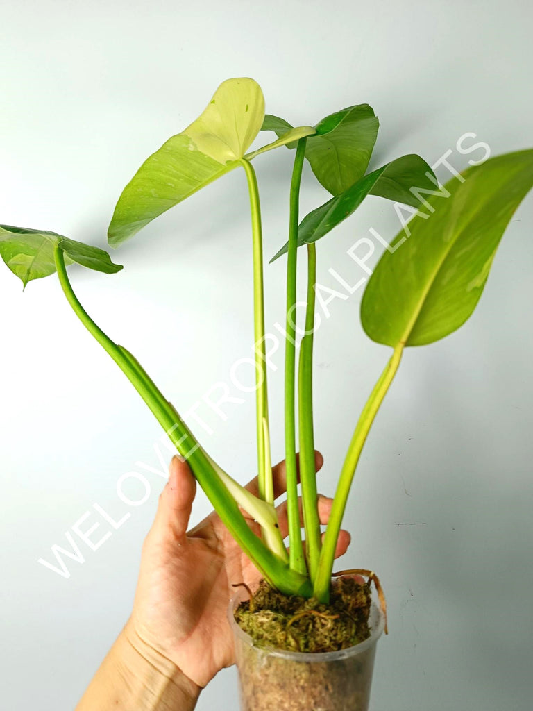 Philodendron jose buono variegata