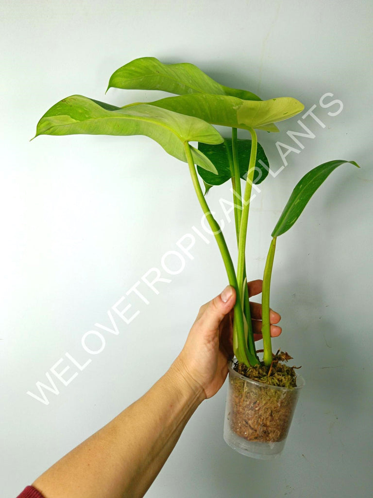 Philodendron jose buono variegata