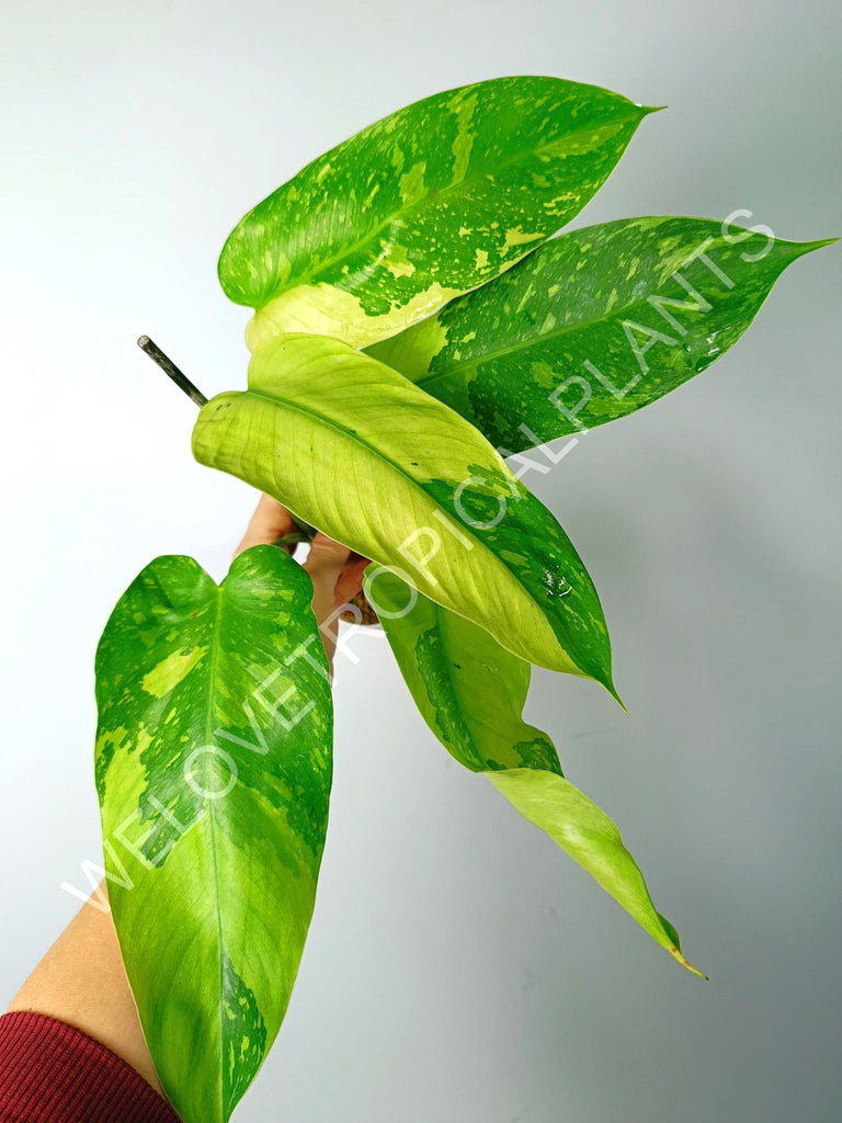 Philodendron jose buono